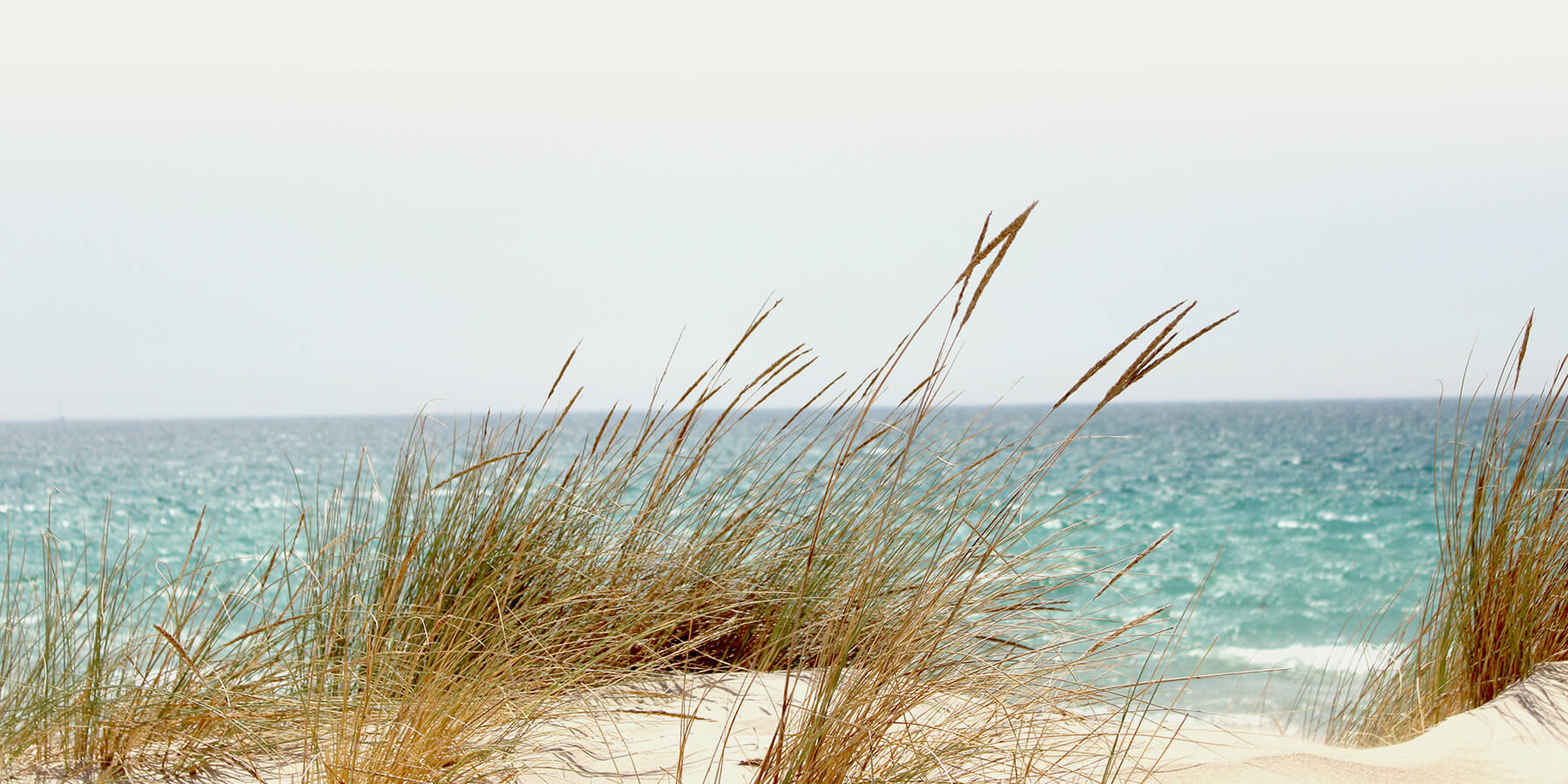 Beach grass ocean